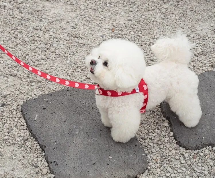 강아지 하네스, 하네스 종류, 하네스 착용법, 하네스 용도, H형 하네스