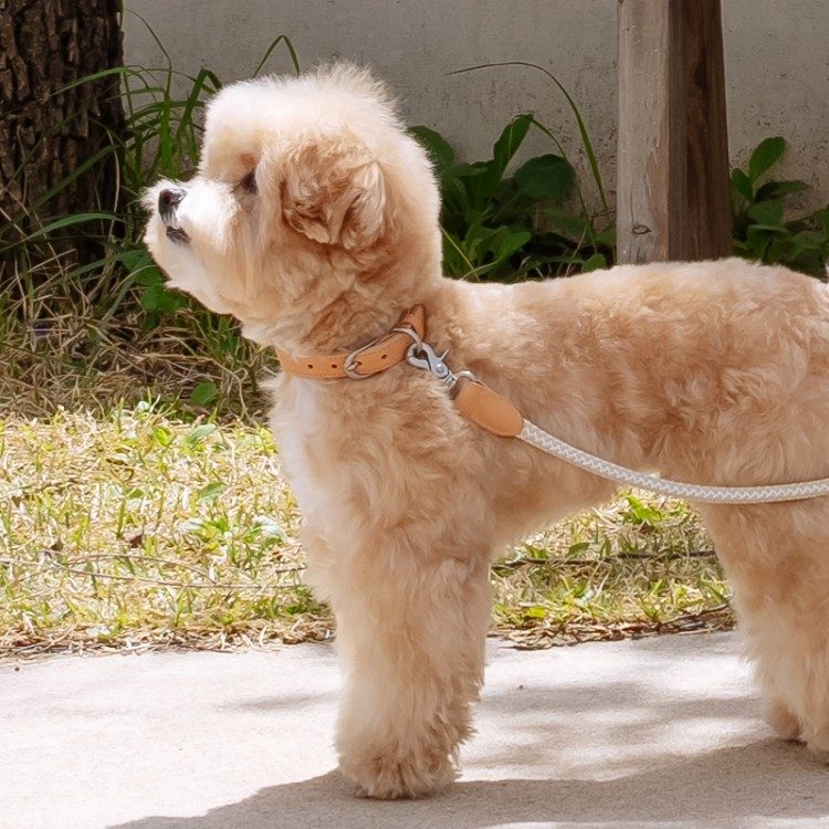 강아지 하네스, 하네스 종류, 하네스 착용법, 하네스 용도, H형 하네스