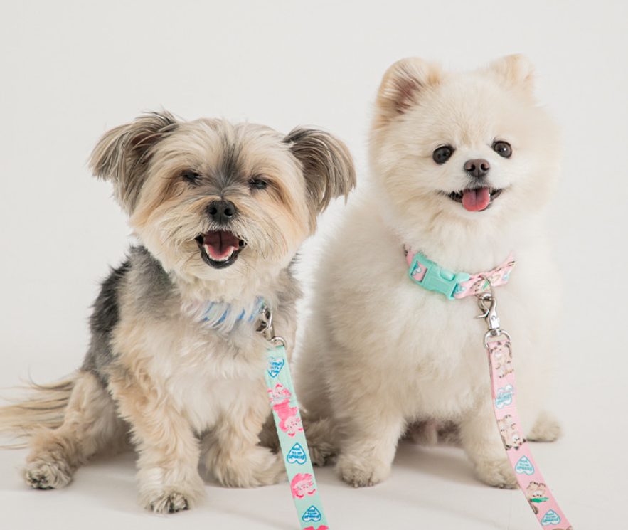 강아지 하네스, 하네스 종류, 하네스 착용법, 하네스 용도, H형 하네스