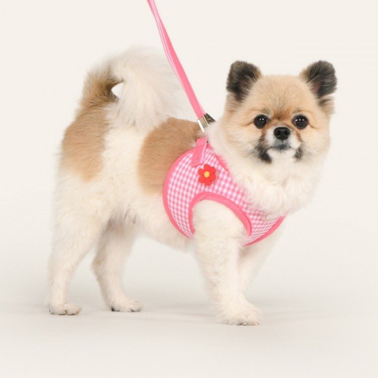 강아지 하네스, 하네스 종류, 하네스 착용법, 하네스 용도, H형 하네스