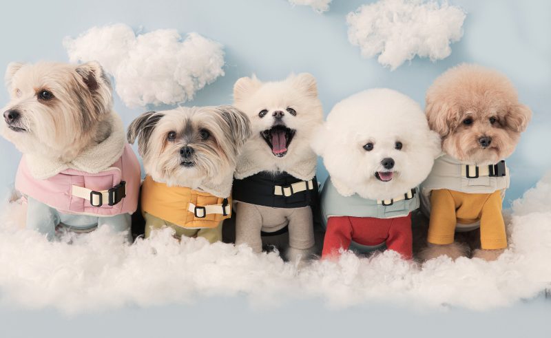 강아지 하네스, 하네스 종류, 하네스 착용법, 하네스 용도, H형 하네스