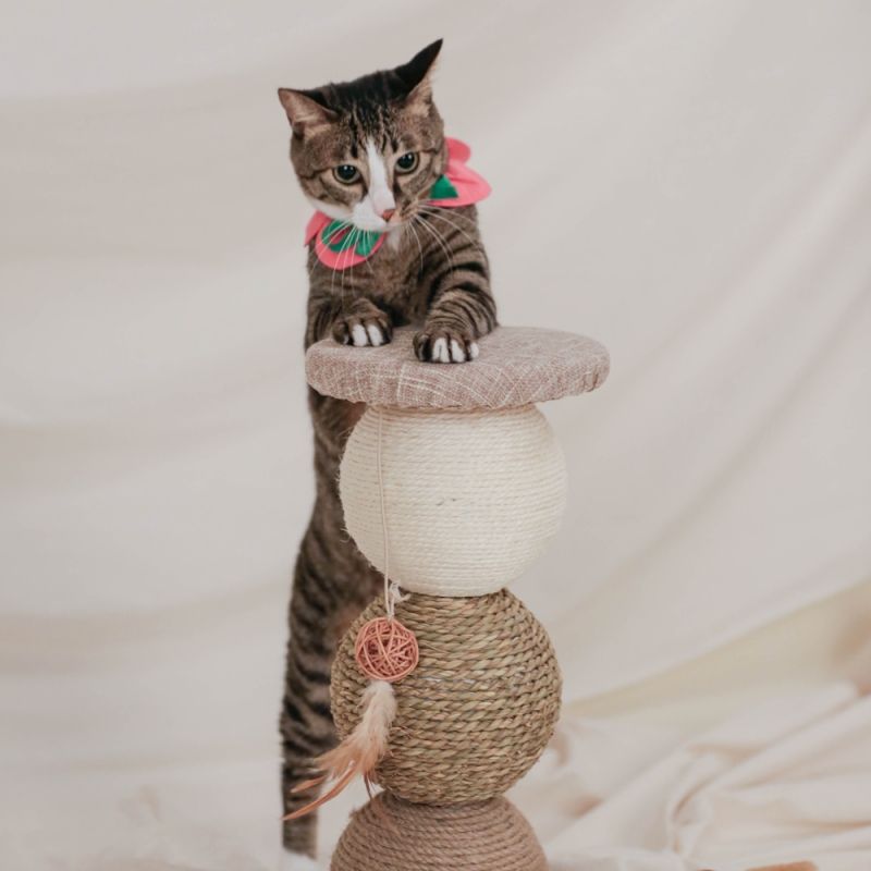 고양이 스크래쳐 이유, 고양이 스크래쳐 추천, 수직 스크래쳐, 원형 스크래쳐