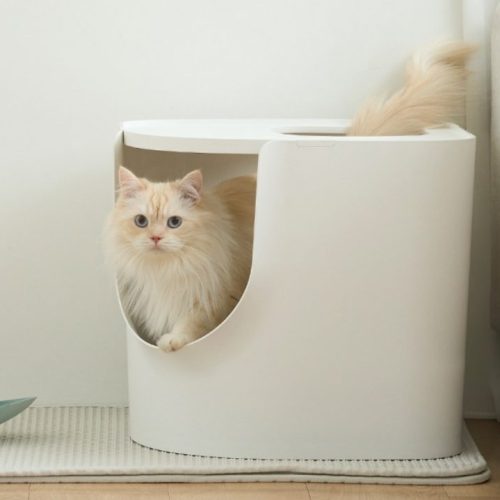 고양이 화장실 고민 끝! 고양이 화장실 모래 추천 Best 5