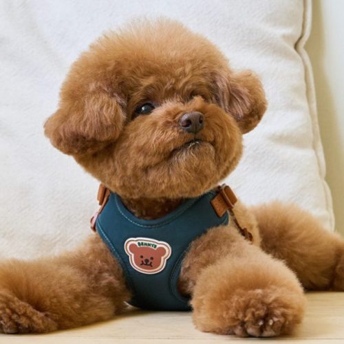 강아지 슬개골 탈구 증상 4단계와 예방 방법