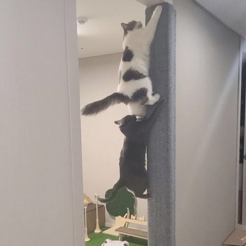 고양이 스크래쳐 추천 가이드: 5가지 고양이 스크래쳐 종류와 재질