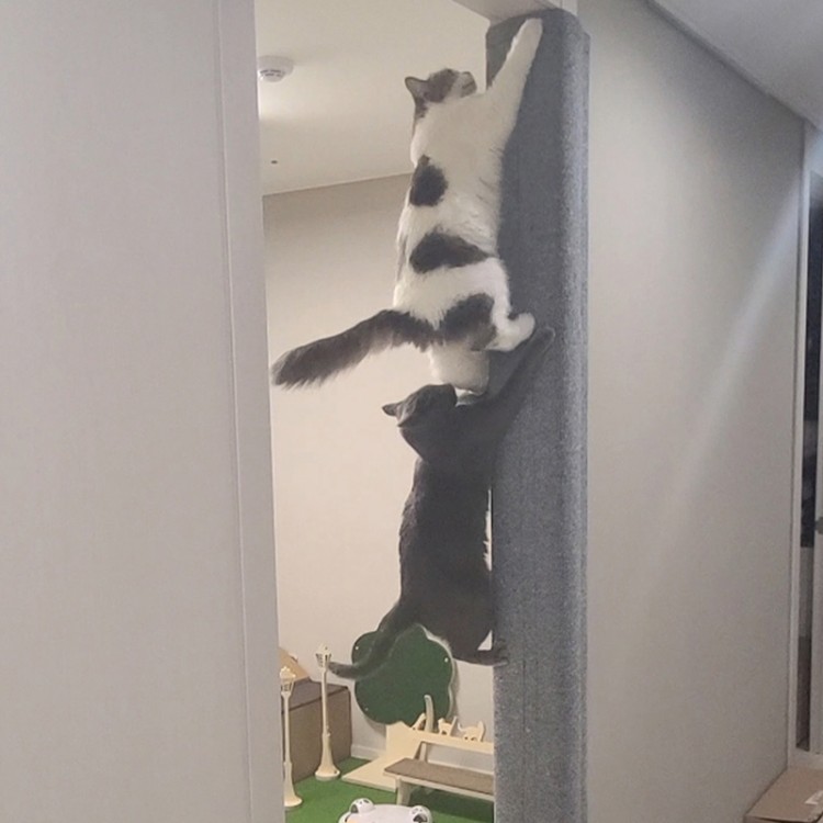 고양이 스크래쳐 추천 가이드: 5가지 고양이 스크래쳐 종류와 재질