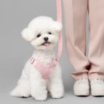 강아지 산책 언제부터, 강아지 산책 횟수, 강아지 산책 시기, 산책가방