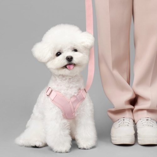 강아지 산책 언제부터? 초보 반려인을 위한 강아지 산책 가이드