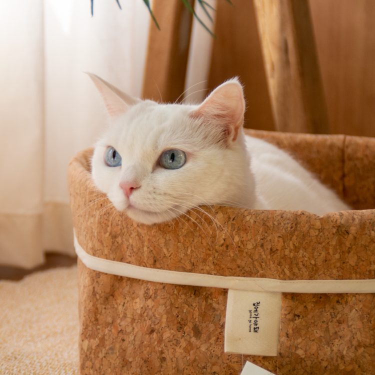 유기묘 입양, 길고양이 입양, 고양이 용품, 길냥이, 고양이 간택