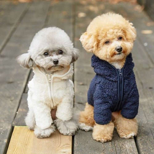 펫팸족을 위한 애견동반 여행 TIP! 여행 장소 찾는 방법 6가지