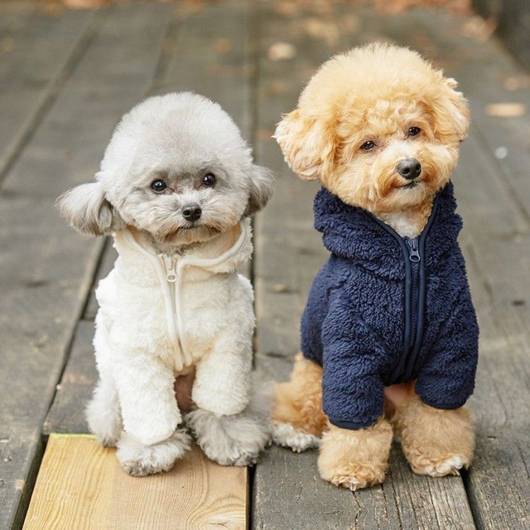 애견동반 여행, 반려동물 동반, 애견동반 식당, 애견동반 카페, 펫팸족