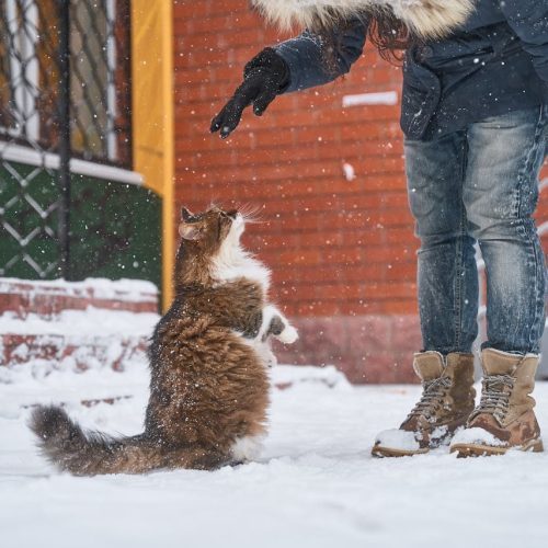 길냥이에게 간택 받았다면? 유기묘 입양 시 필요한 준비물 8가지
