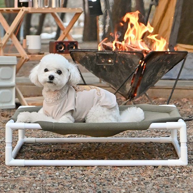 애견동반 여행, 반려동물 동반, 애견동반 식당, 애견동반 카페, 펫팸족