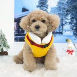 강아지 입양, 강아지 키우기, 강아지 용품, 강아지 키울 때 준비물