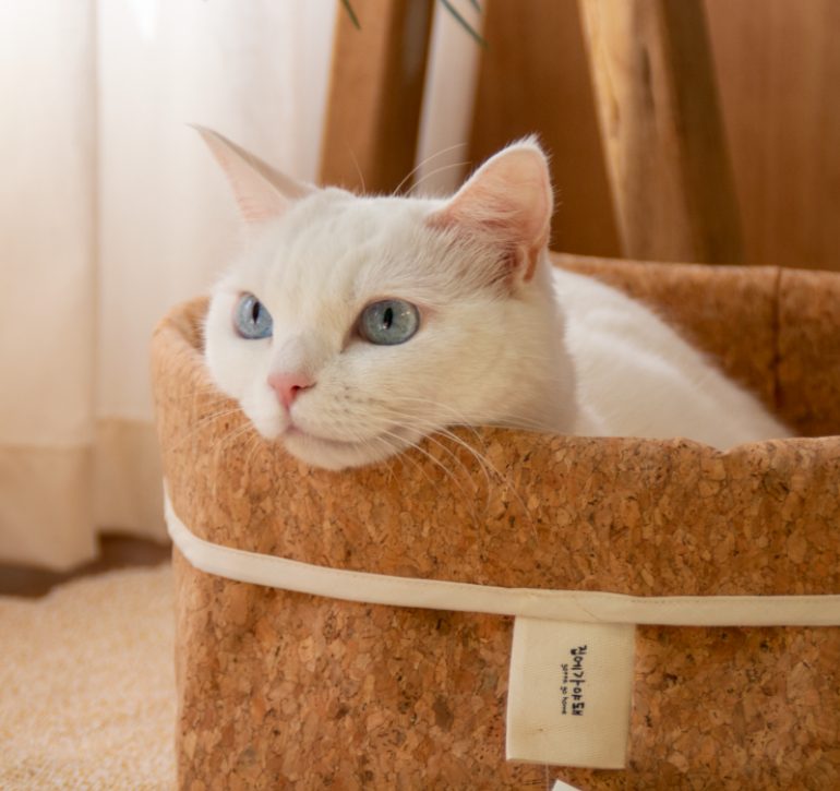 고양이 케이지, 고양이 집, 고양이 합사, 고양이 이동장, 고양이 격리