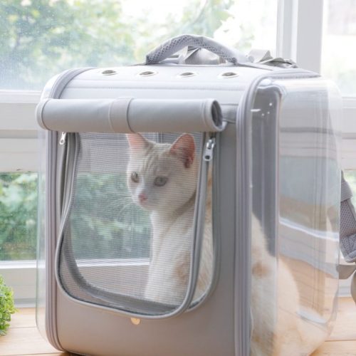 고양이 집이 필요한 순간! 고양이 케이지 선택 시 주의사항 3가지