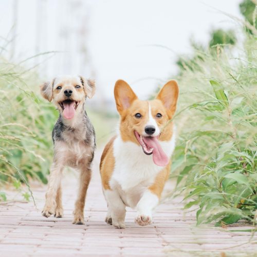 털 안 빠지는 강아지 순위는? Top 7 정리