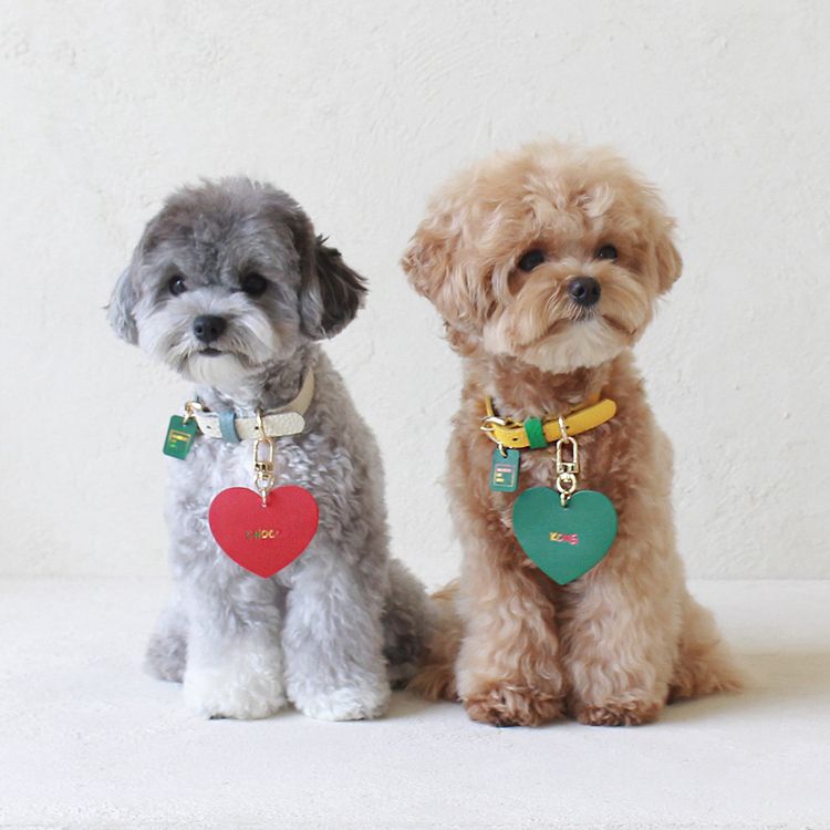 강아지 성격, 강아지 종류, 견종백과, 키우기 쉬운 강아지, 말티즈성격