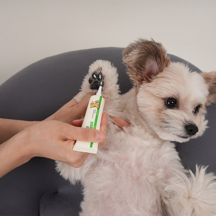 우리집 강아지 발 핥는 이유? 강아지 발사탕 제품 소개 5가지