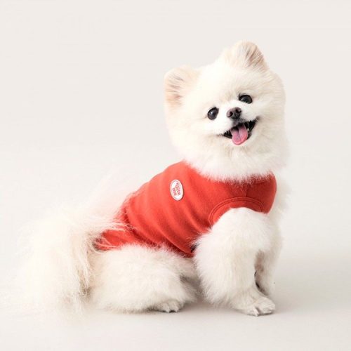 반복되는 강아지 켁켁거림? 강아지기관지협착증 대처하는 7가지 방법