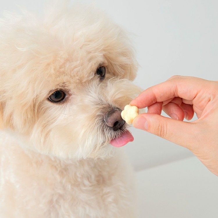 강아지 유산균, 강아지 영양제, 강아지 설사, 강아지 변비