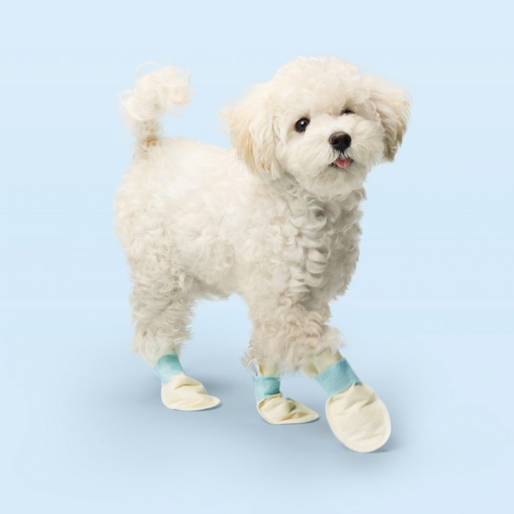 강아지 발 핥는 이유, 강아지 발사탕, 강아지 발바닥 습진, 강아지 보습제, 강아지 신발