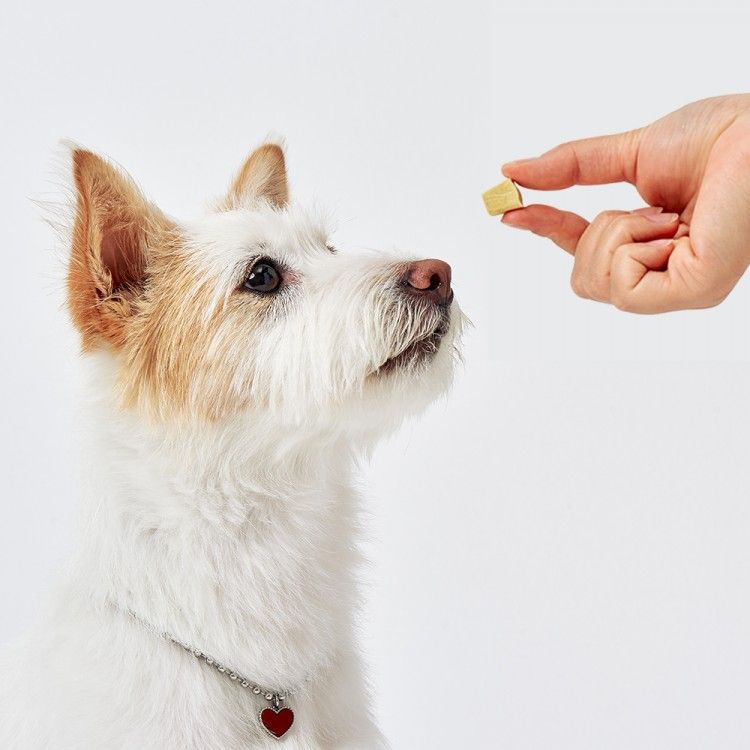 강아지 유산균, 강아지 영양제, 강아지 설사, 강아지 변비