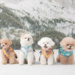 강아지 성격, 강아지 종류, 견종백과, 키우기 쉬운 강아지, 말티즈성격