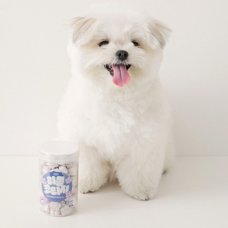 강아지 변비 걱정된다면? 강아지 유산균이 필요한 4가지 이유