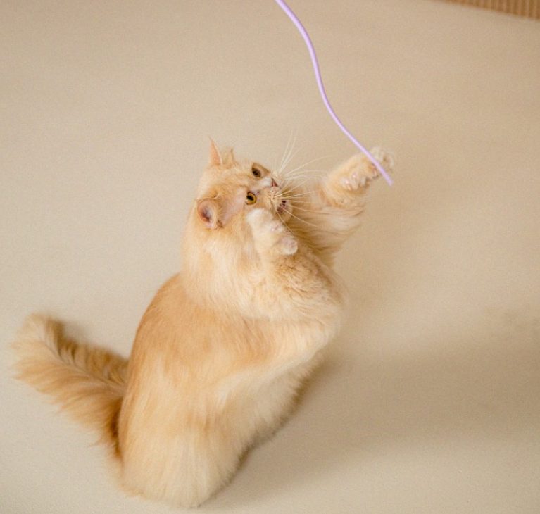 고양이 장난감, 뚱냥이, 고양이 낚시대, 고양이 터널, 고양이 운동