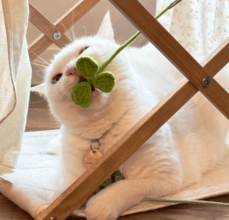 고양이 장난감, 뚱냥이, 고양이 낚시대, 고양이 터널, 고양이 운동