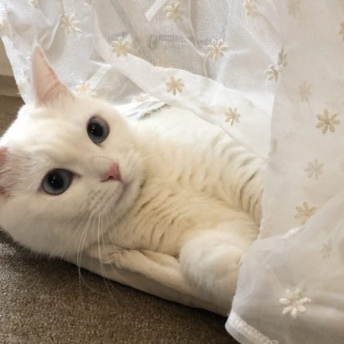 뚱냥이 예방을 위한 고양이 장난감 추천 Best 5!