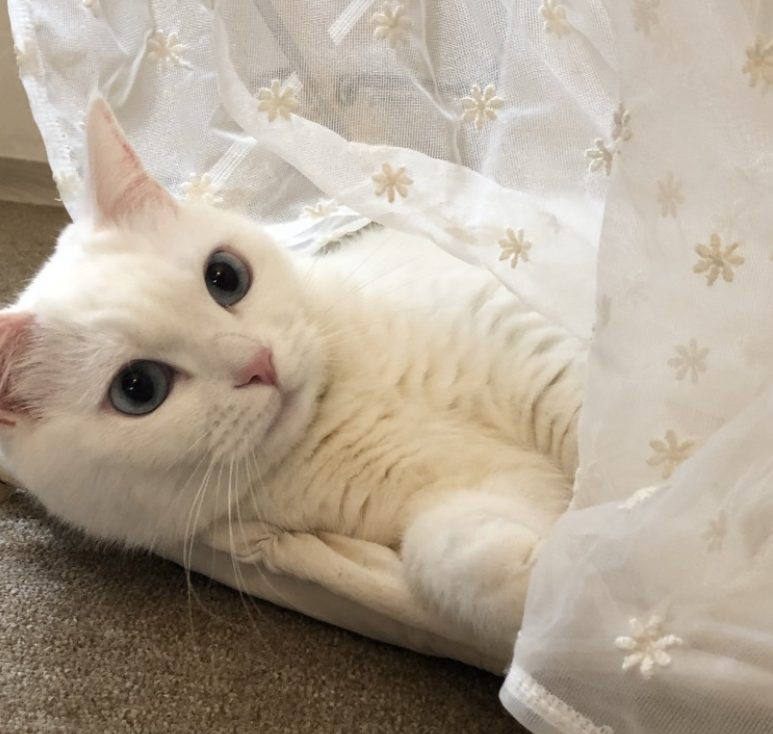 뚱냥이 예방을 위한 고양이 장난감 추천 Best 5!