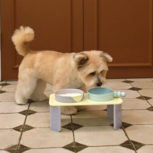 ‘설날 음식 줘도 되나요?’ 강아지가 먹으면 안 되는 음식은?