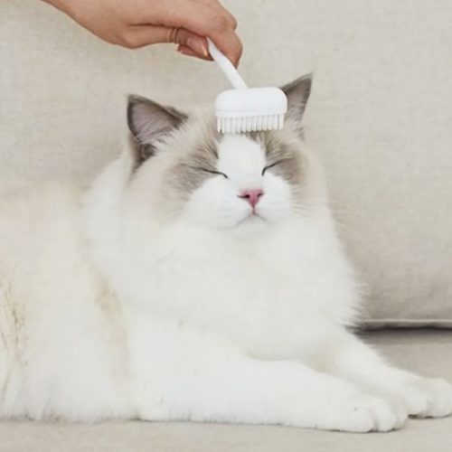 고양이 턱 거뭇거뭇한 이유: 고양이 턱드름 원인 5가지와 해결 방법 완벽 정리