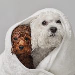 강아지 목욕 주기, 강아지 드라이룸, 강아지 샴푸, 강아지 빗