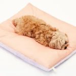 강아지 쿠싱 증후군, 쿠싱증후군 강아지 증상, 강아지 부신종양, 강아지 호흡이 빨라요