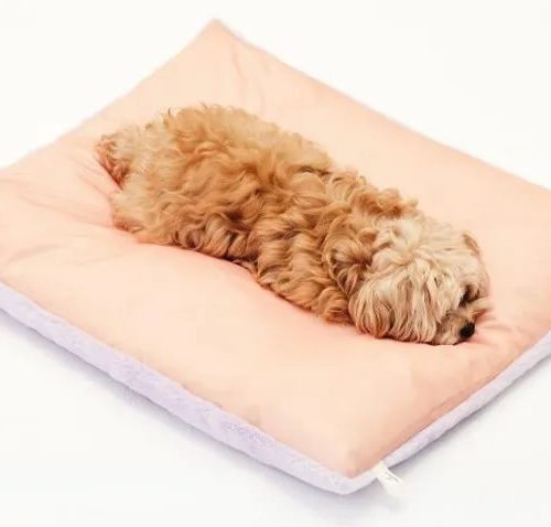 강아지 쿠싱 증후군: 대표 증상 5가지부터 예방법까지!