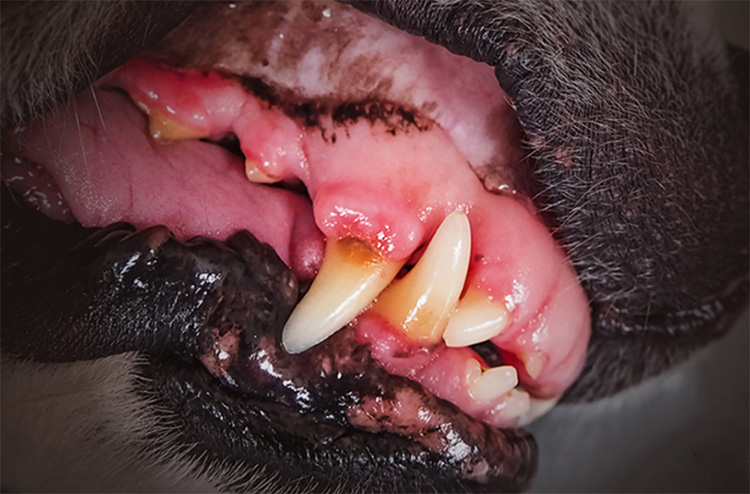 강아지 치석 제거, 강아지 스케일링, 강아지 치석 제거 껌, 강아지 충치