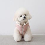 강아지 산책 온도, 강아지 신발, 강아지 추위, 강아지 패딩, 강아지 겨울 산책