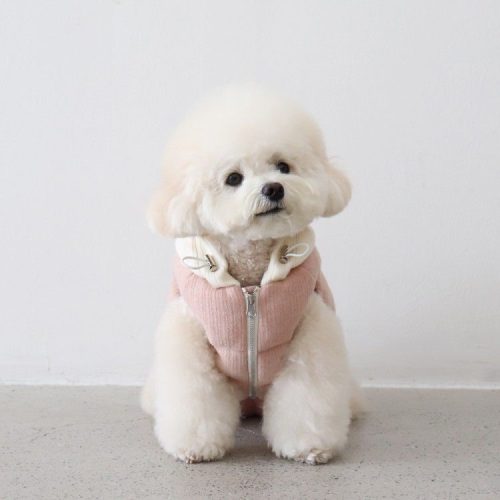 겨울철 적정 강아지 산책 온도는? 강아지 겨울 산책 BEST 아이템 3가지