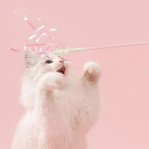 2025 고양이 행동 분석 : 냥냥펀치, 이거 왜 이럴까?