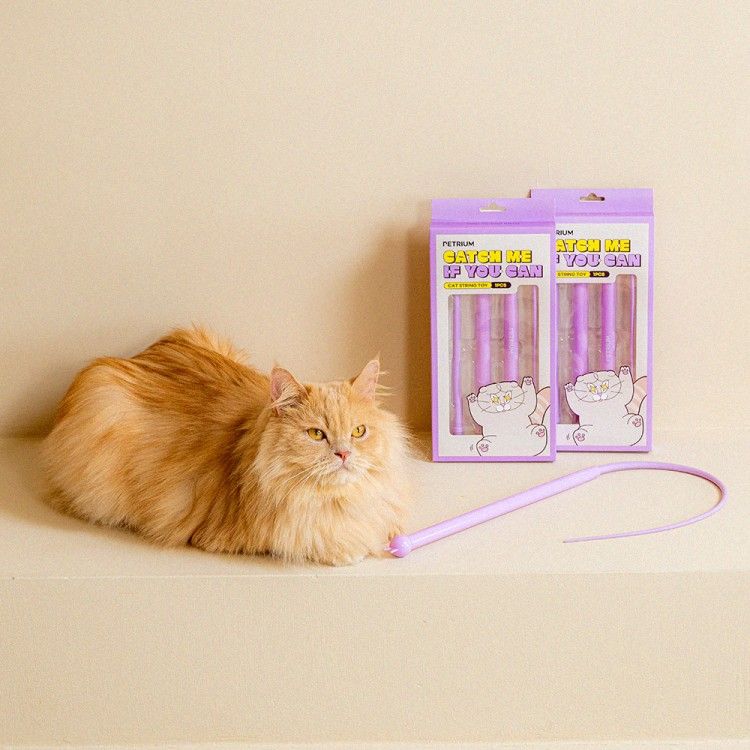 냥냥펀치, 고양이 행동, 고양이 이동장, 고양이 언어