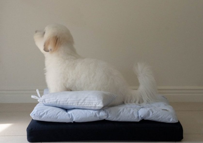 강아지 분리불안, 강아지 낑낑, 강아지 배변 실수, 강아지 하울링