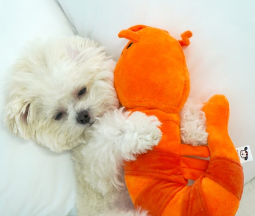 강아지 분리불안, 강아지 낑낑, 강아지 배변 실수, 강아지 하울링