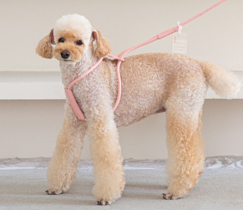 강아지 분리불안, 강아지 낑낑, 강아지 배변 실수, 강아지 하울링