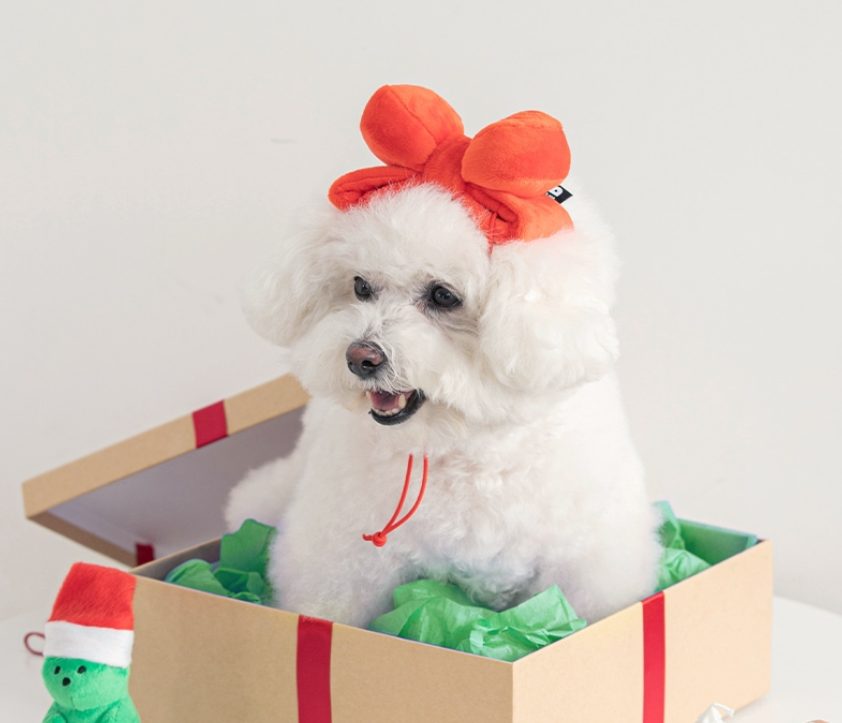 강아지 분리불안, 강아지 낑낑, 강아지 배변 실수, 강아지 하울링