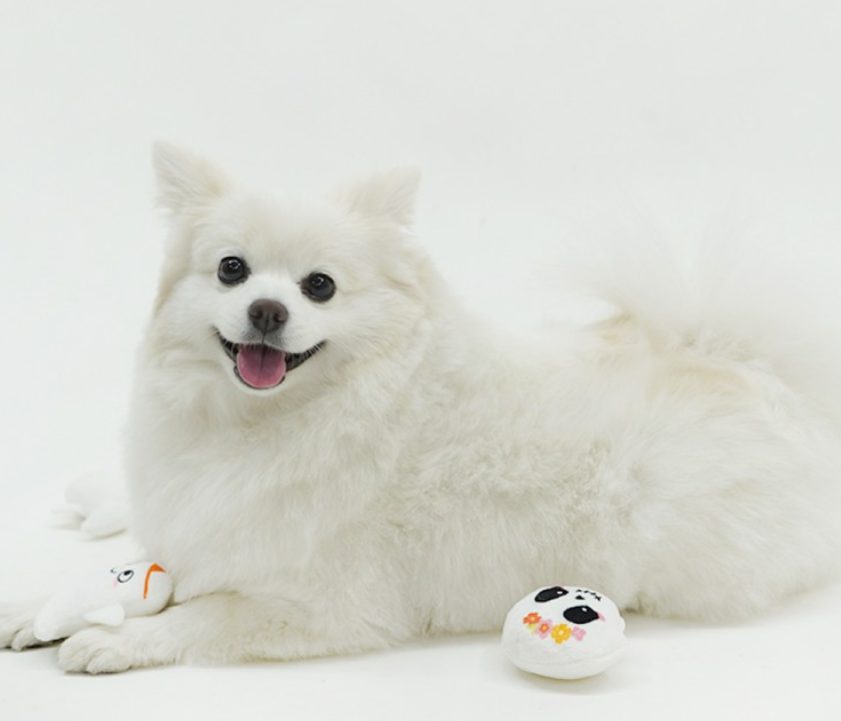 강아지 분리불안, 강아지 낑낑, 강아지 배변 실수, 강아지 하울링