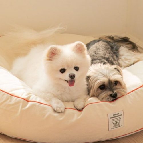 ‘출근하려면 강아지 낑낑거려요..’ 강아지 분리불안 증상과 교육 Tip 3가지!