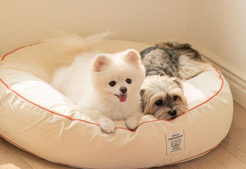 ‘출근하려면 강아지 낑낑거려요..’ 강아지 분리불안 증상과 교육 Tip 3가지!